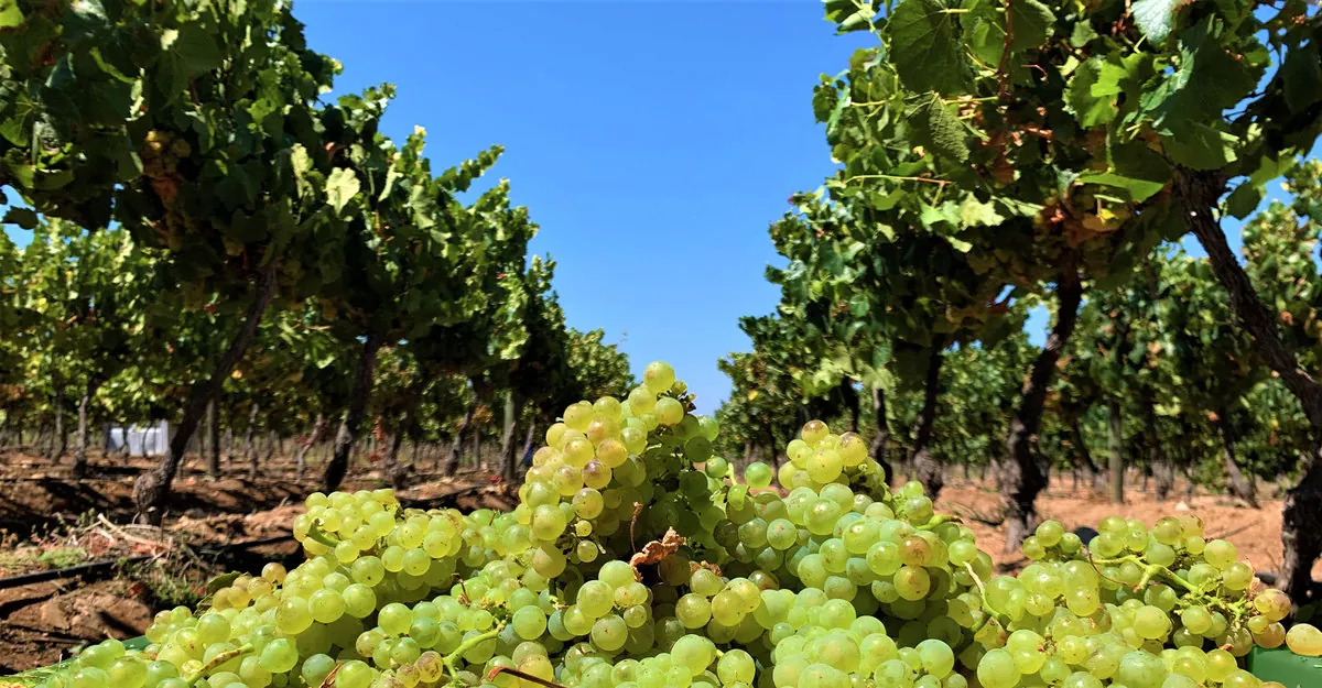 Extraordinária vindima para Amelia