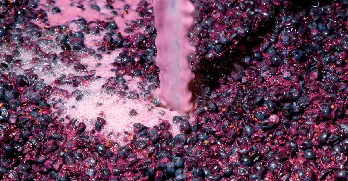 What is carbonic maceration?
