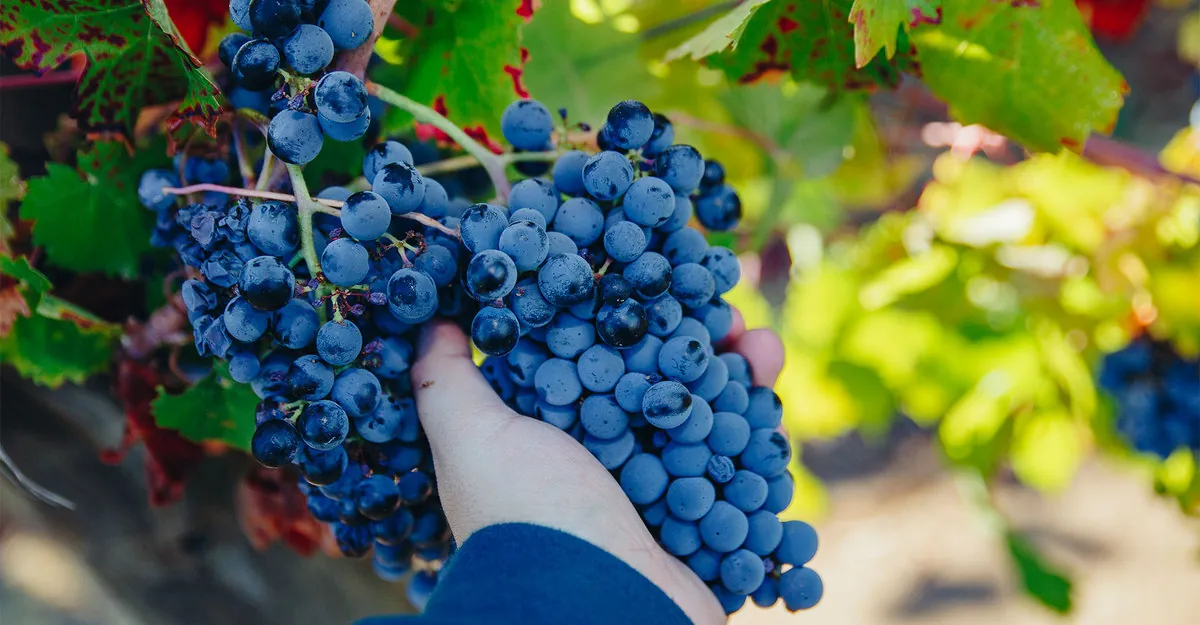Its wine grape harvest season!
