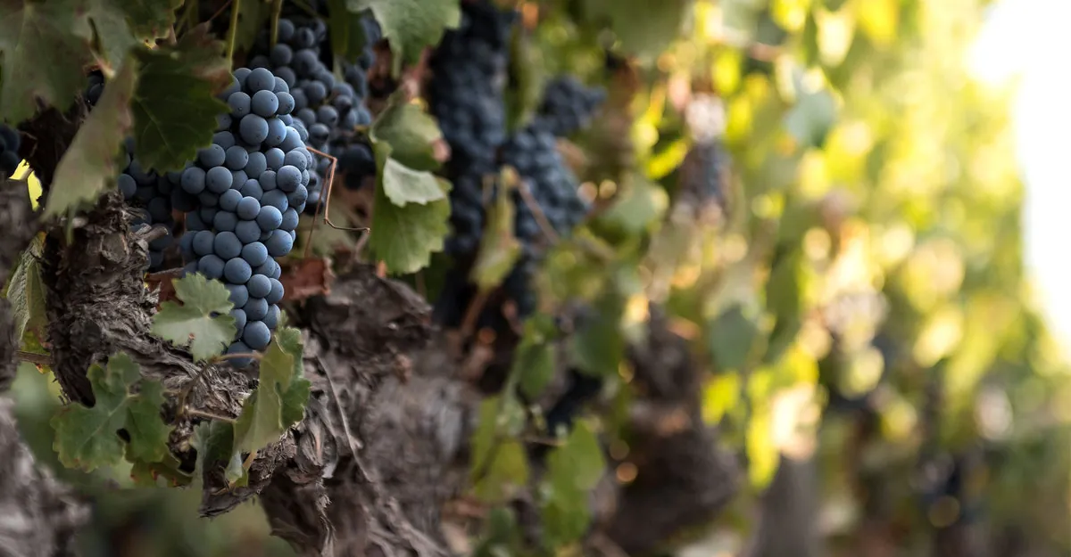 Relatório do Vindimia 2021