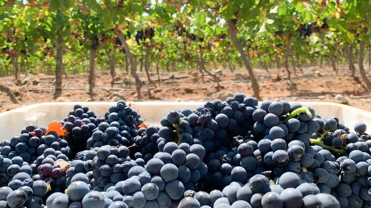 5 facts you might not know about Pinot Noir