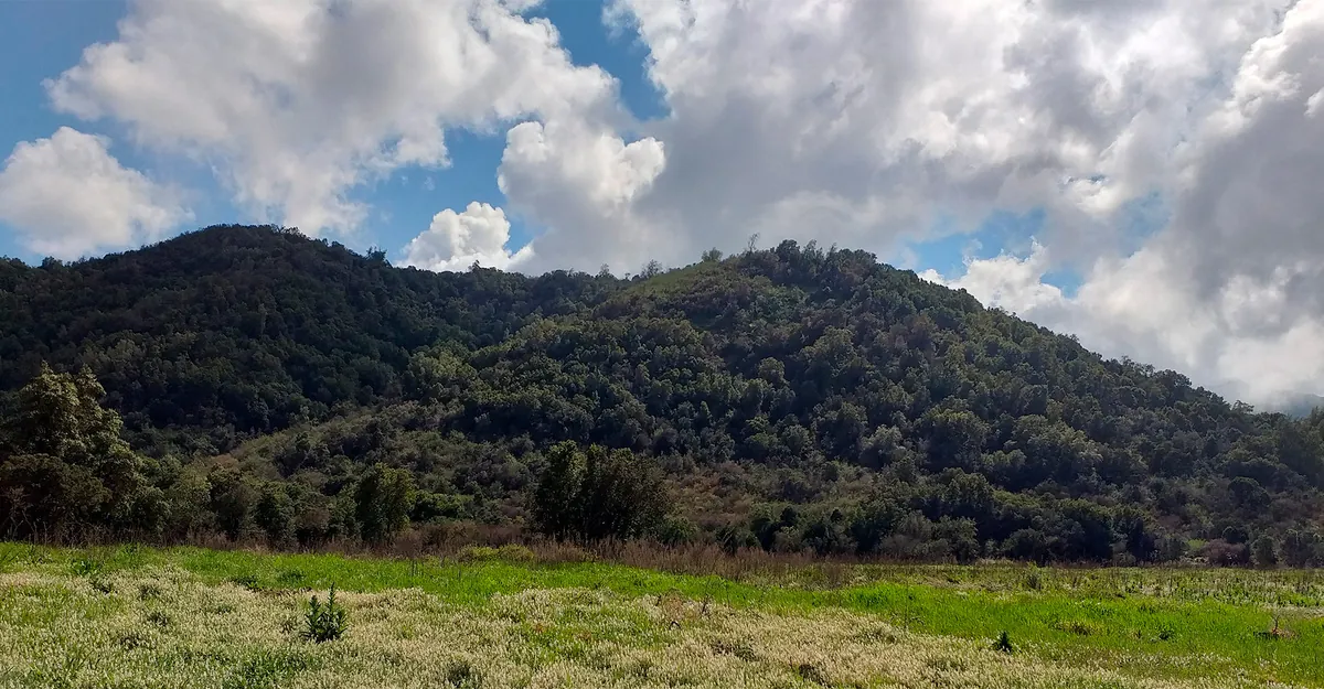 Cinco espécies protegidas que habitam o bosque de esclerófilas da Concha y Toro