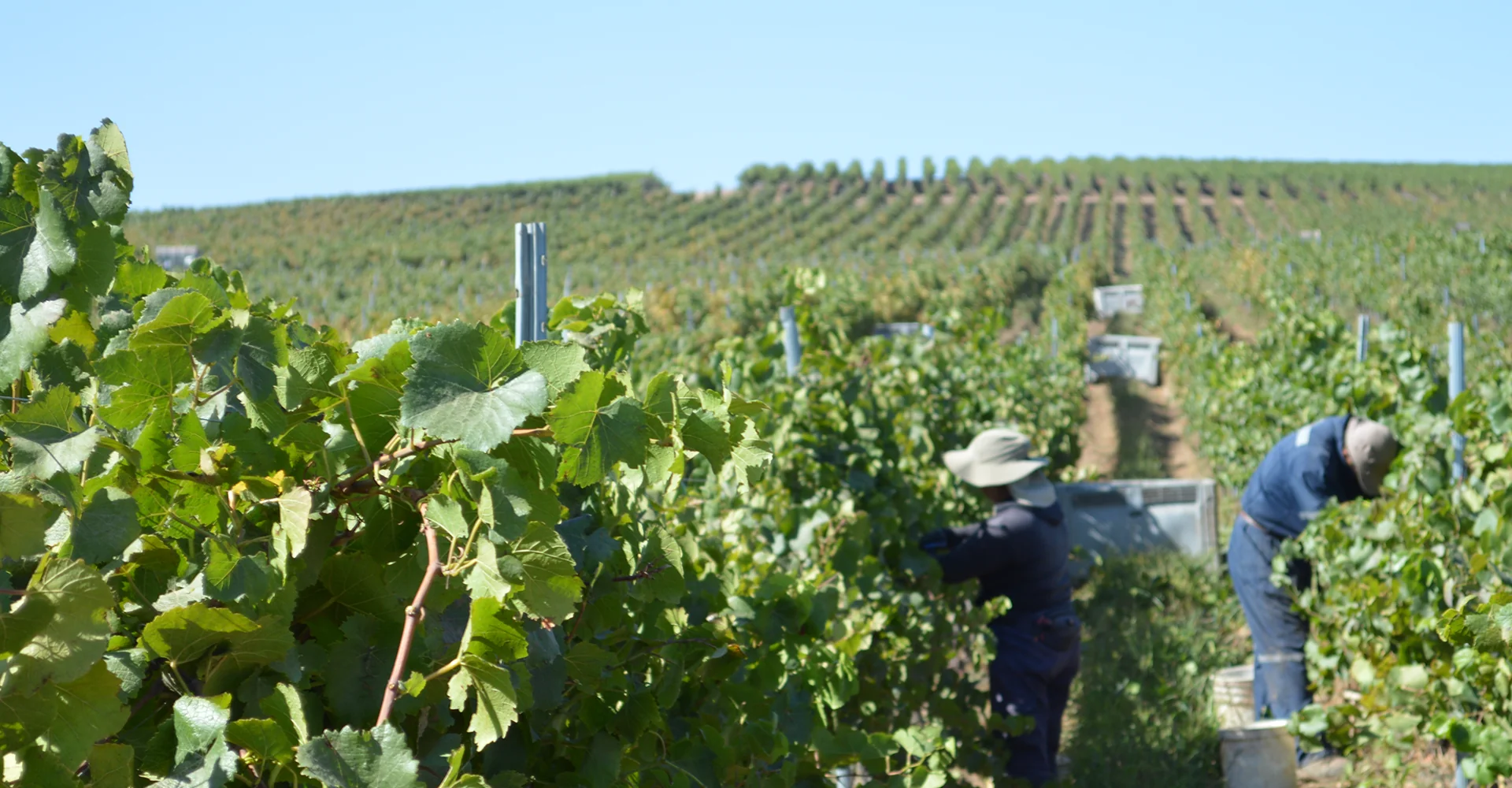 A origem da festa da vindima