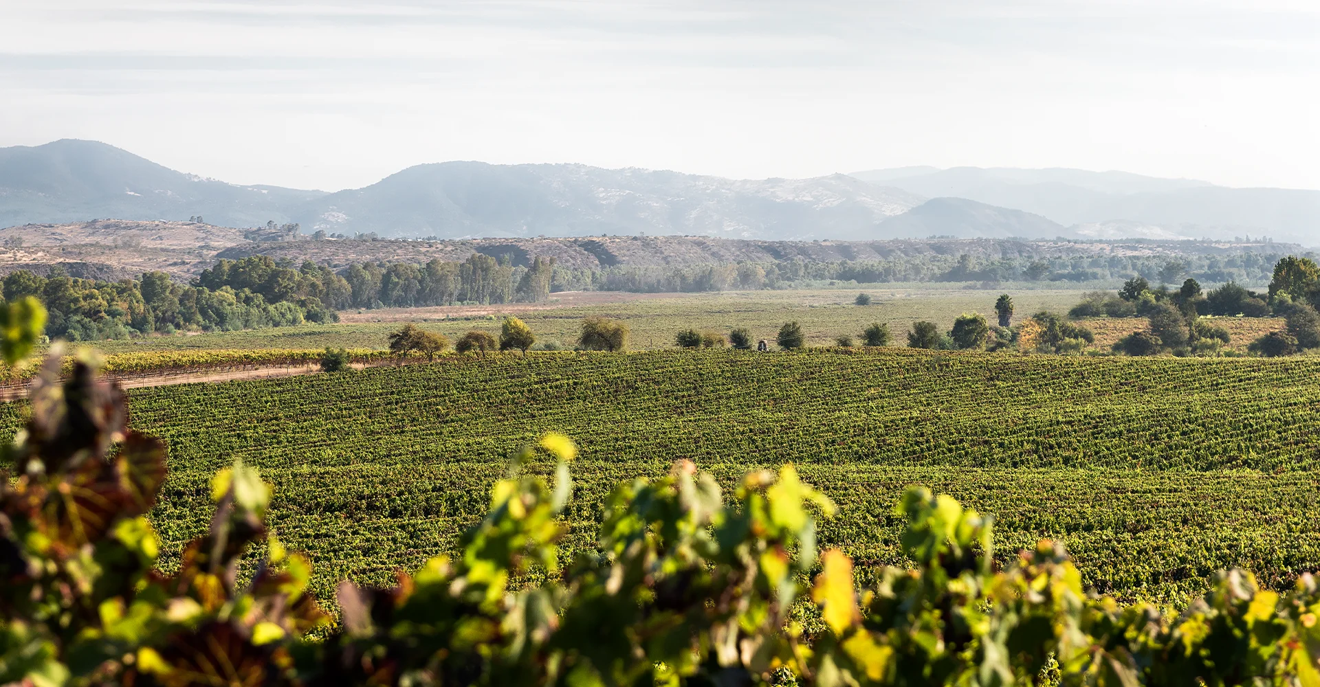 Malbec: Uma cepa, duas origens