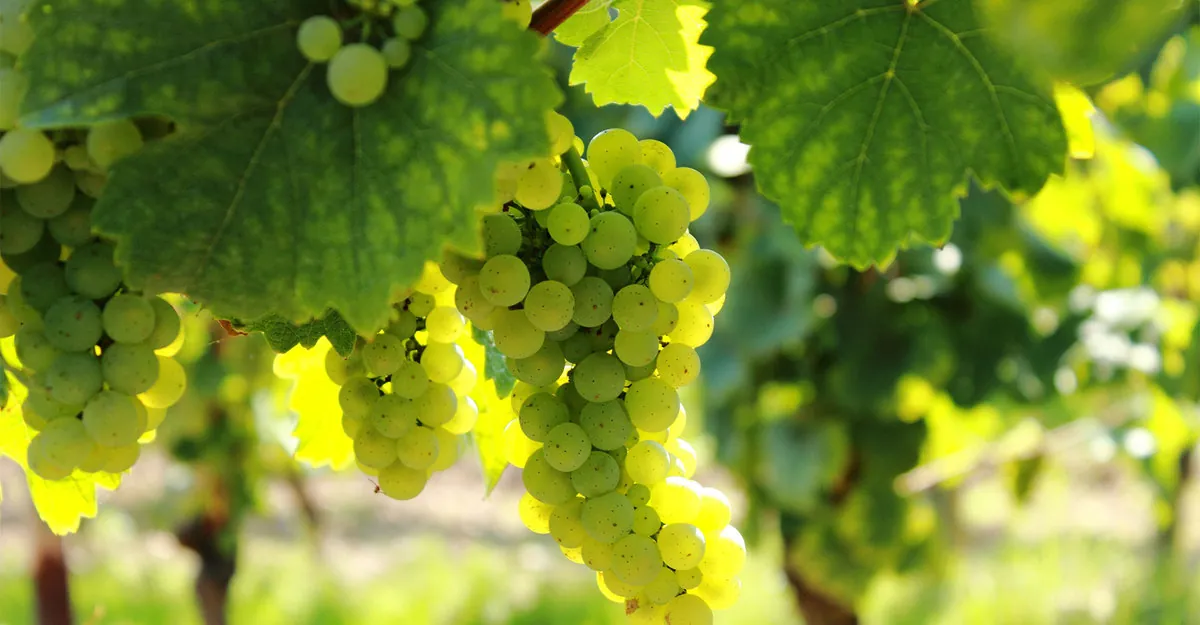 3 great regions for Viognier