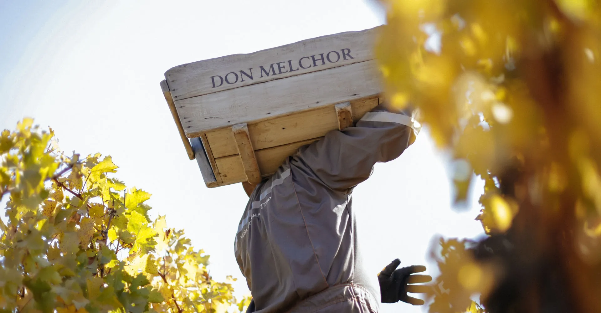 Don Melchor 2021, harmonia e elegância