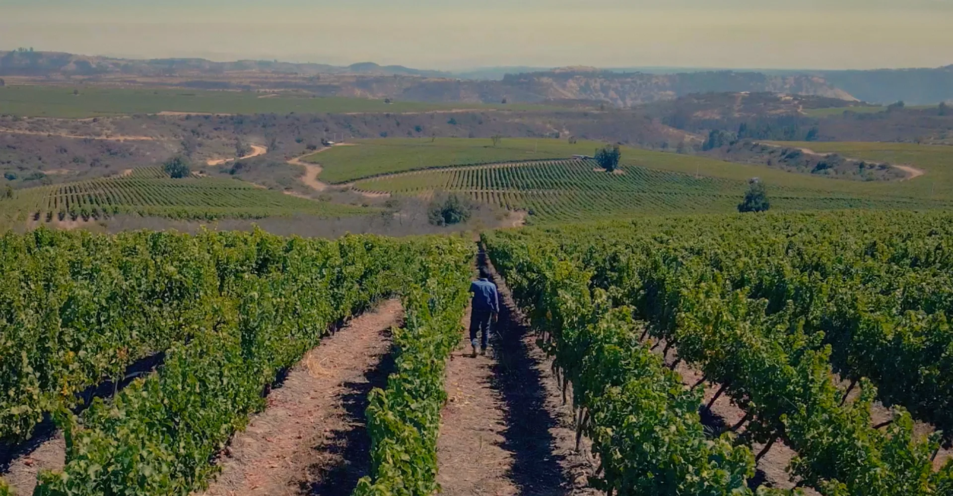 Os 8 mandamentos de um enólogo