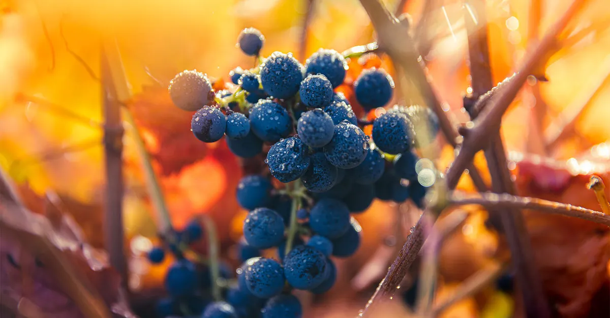 The aromas of Carmenère