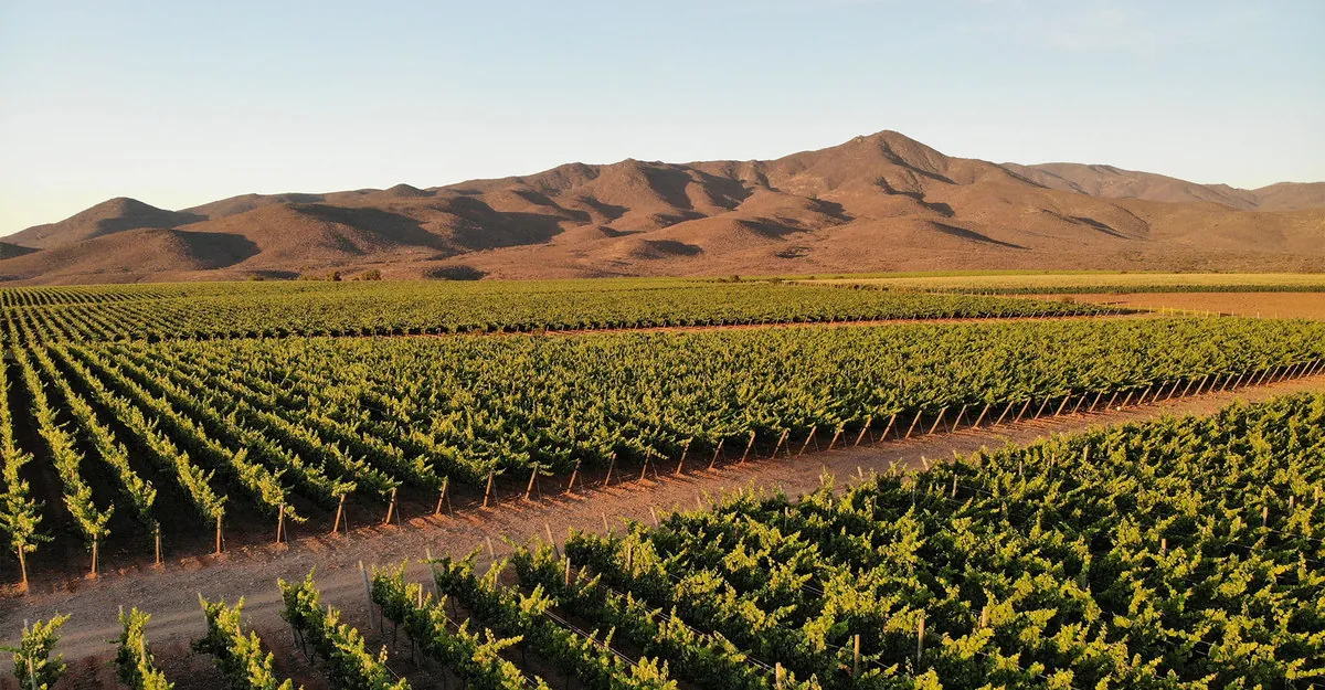 Viña Concha y Toro será parte del pabellón de Chile en la COP28