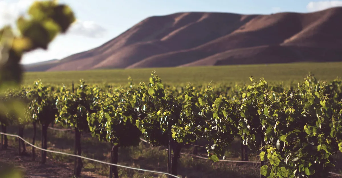 The charm of Riesling