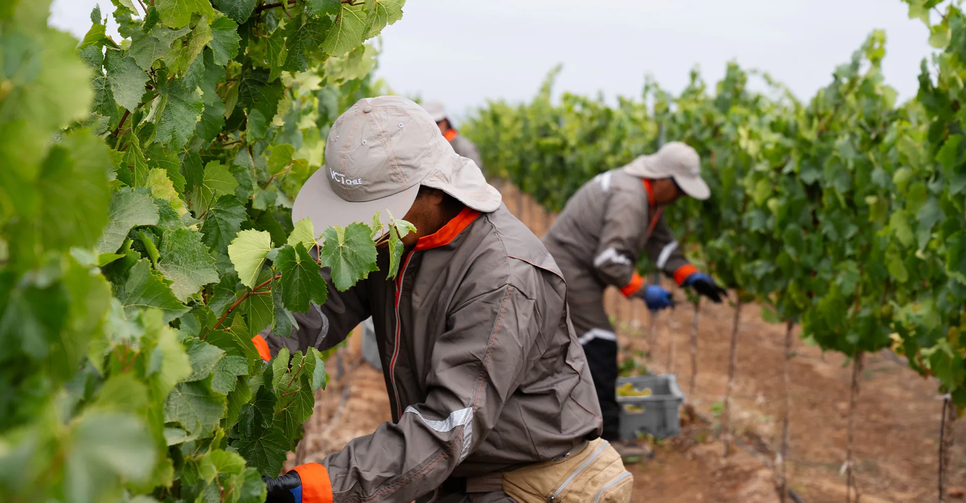 Conoce el Reporte de Vendimia 2024 de las Marcas de Lujo de Concha y Toro
