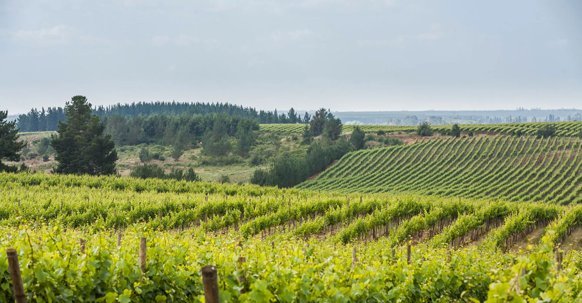 Walmart premia a Viña Concha y Toro como Fornecedor Regenerativo