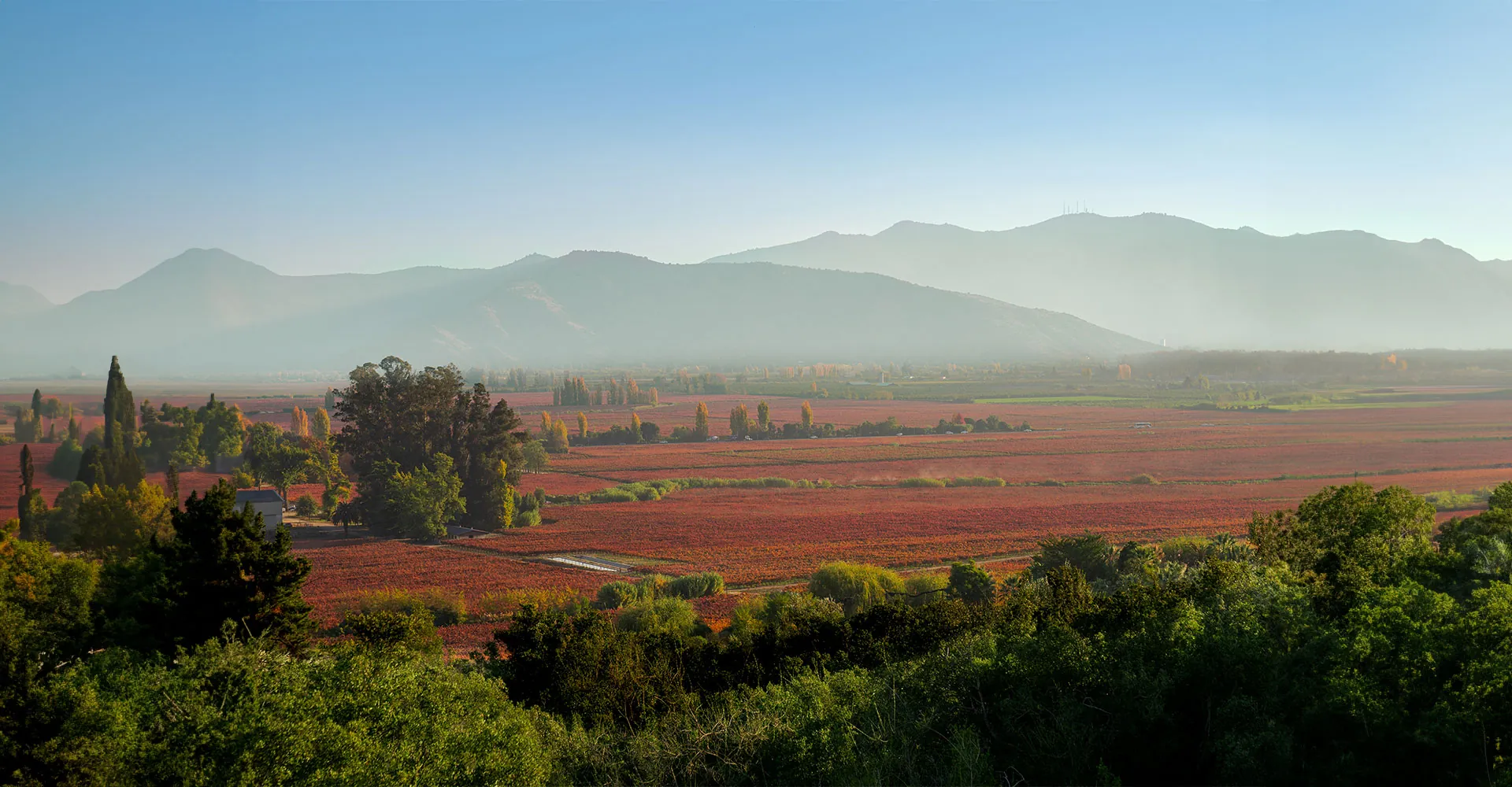 Viña Concha y Toro: Guardião da história do Carmenere no Chile