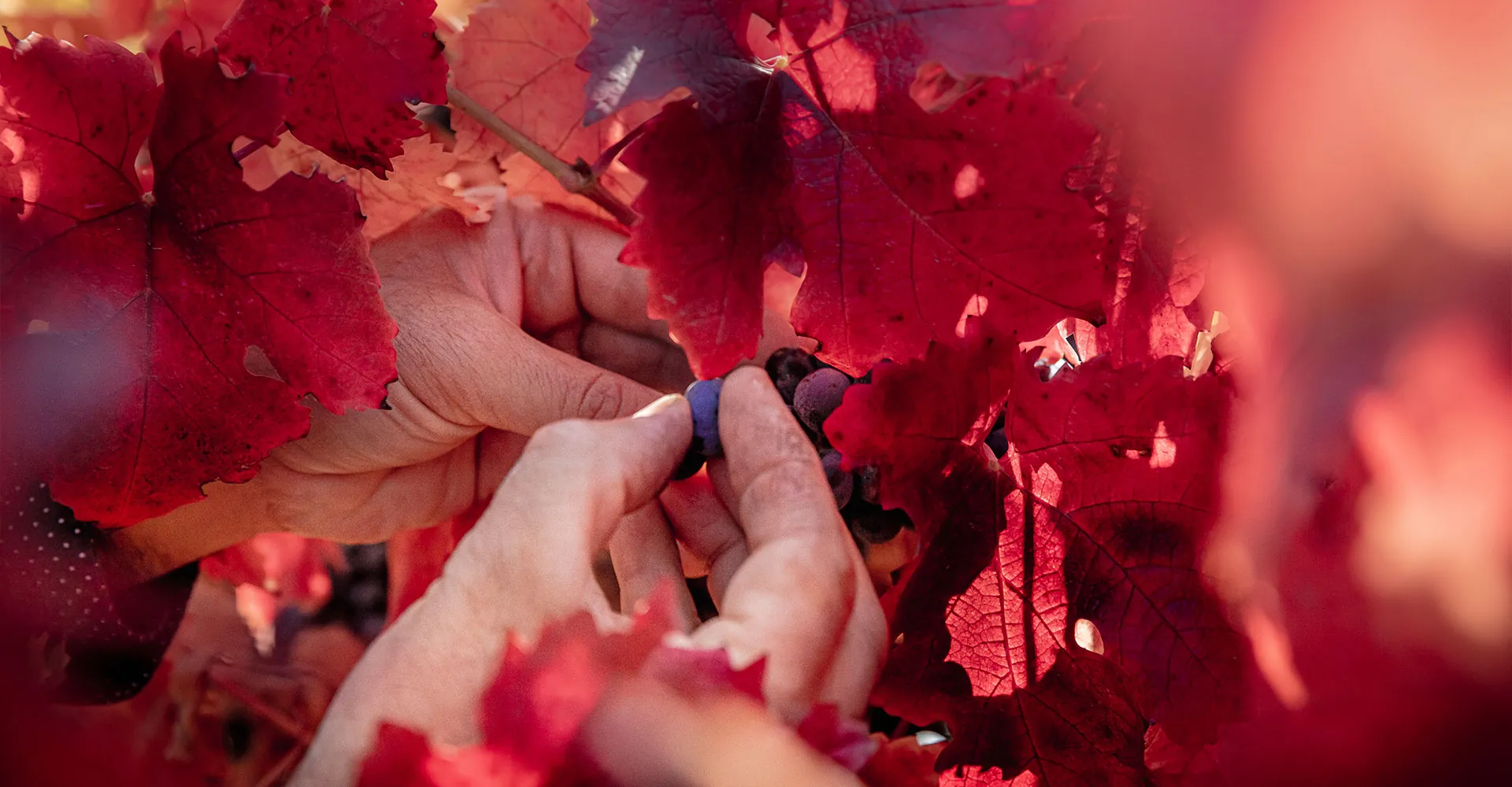 Peumo: o coração do Carmenere chileno