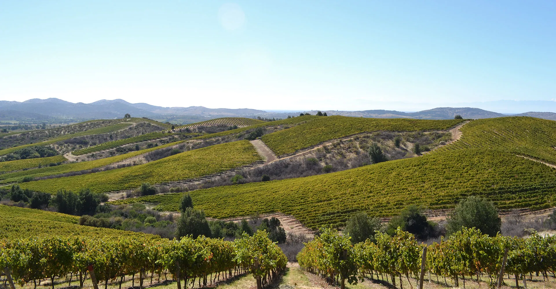 Viña Concha y Toro: Considerada la viña más sustentable del mundo según Dow Jones Sustainability Yearbook 2025