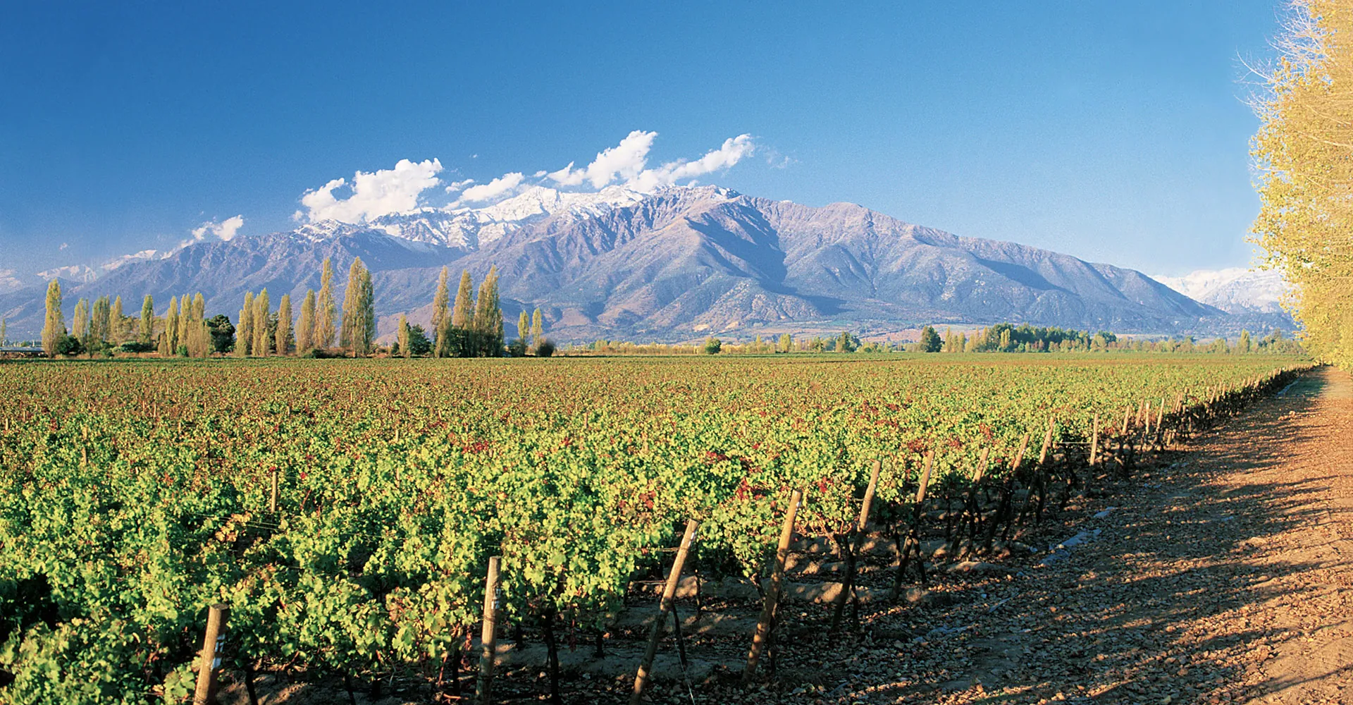 Viña Concha y Toro considera a vindima 2025 como uma das melhores da última década