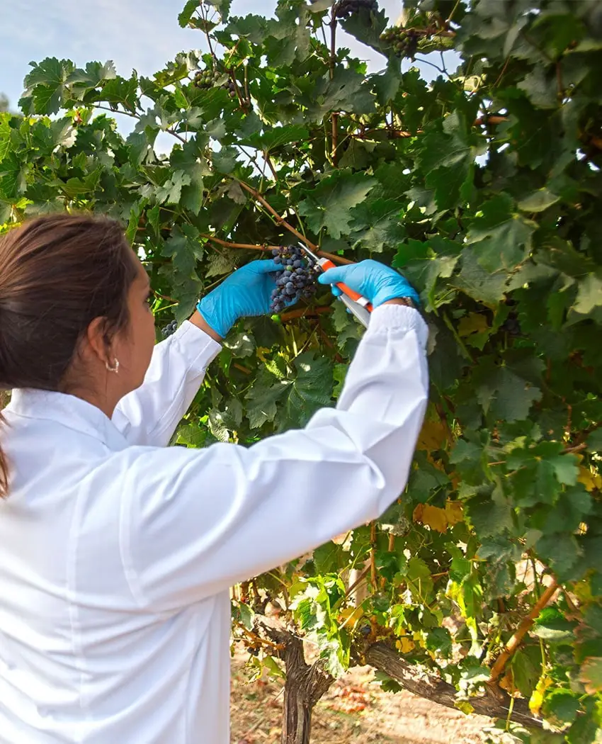 Innovación, viñedo