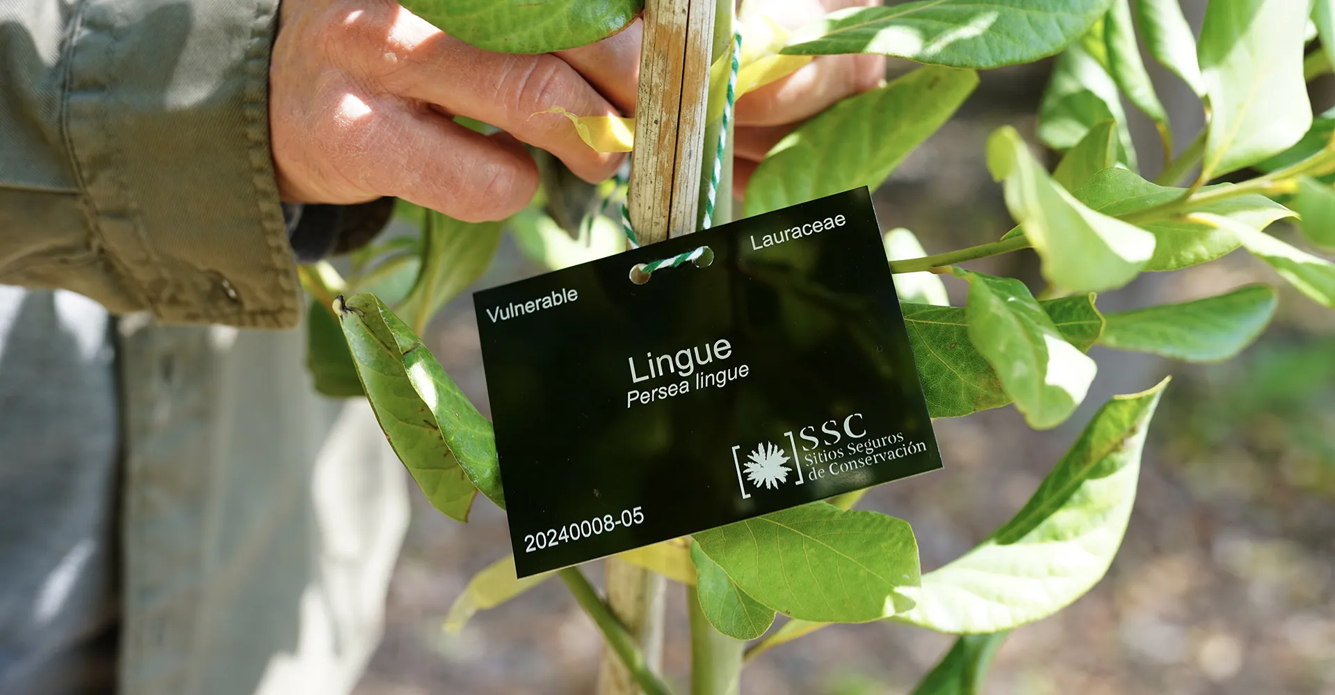 Viña Concha y Toro, Fundación Chilco, and the Royal Botanic Garden Edinburgh create a pioneering Safe Site to conserve native species.