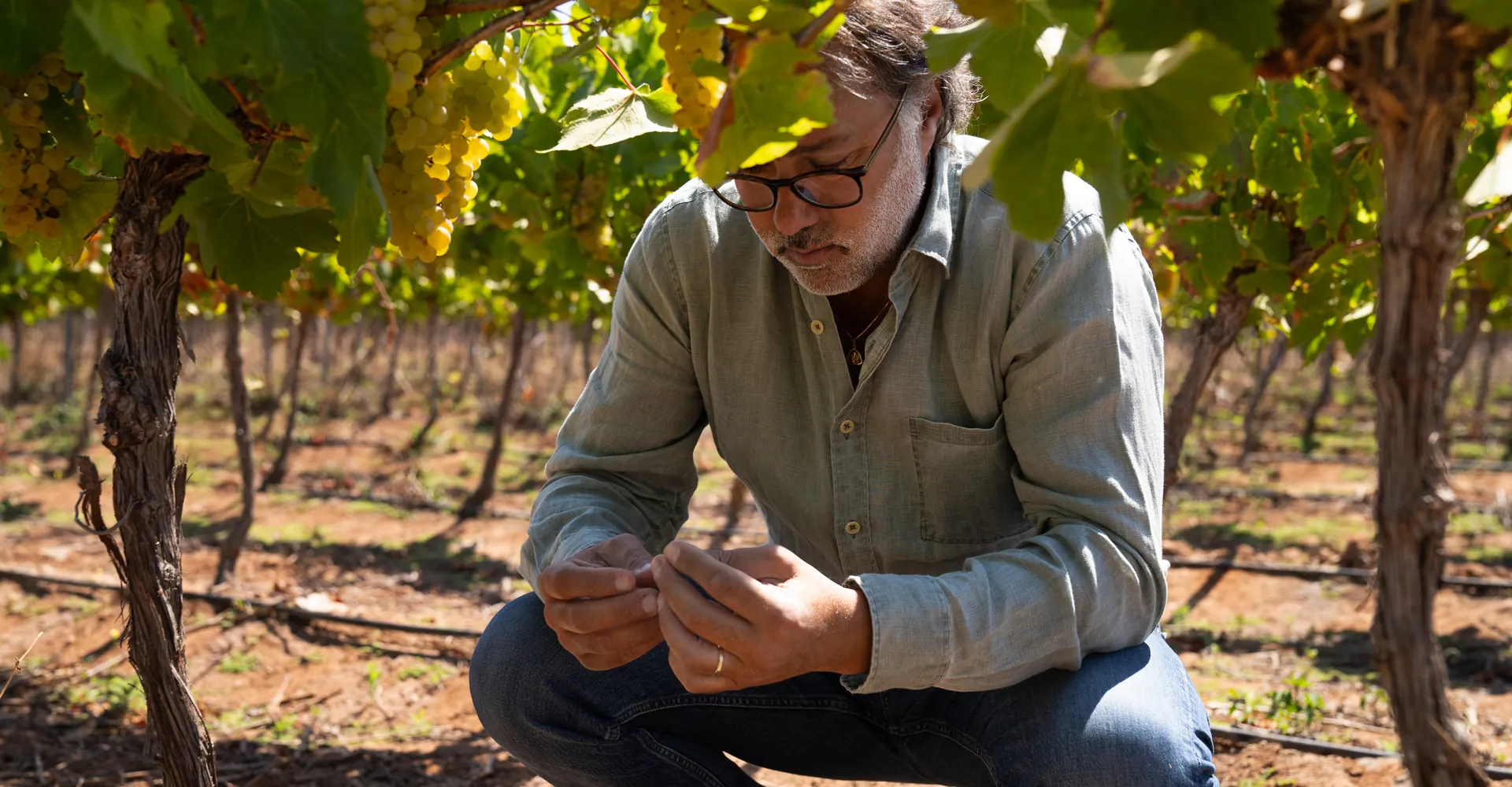 Amelia Inicia sua vindima 2026 no Vale do Limarí