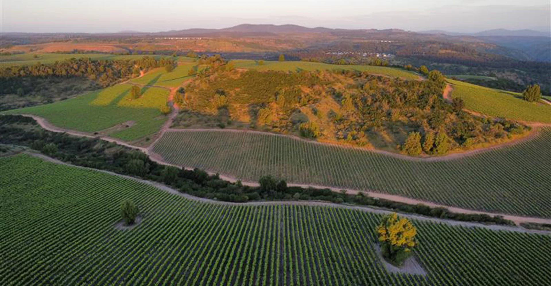 Viña Concha y Toro Recognized in the Sustainability Yearbook 2026