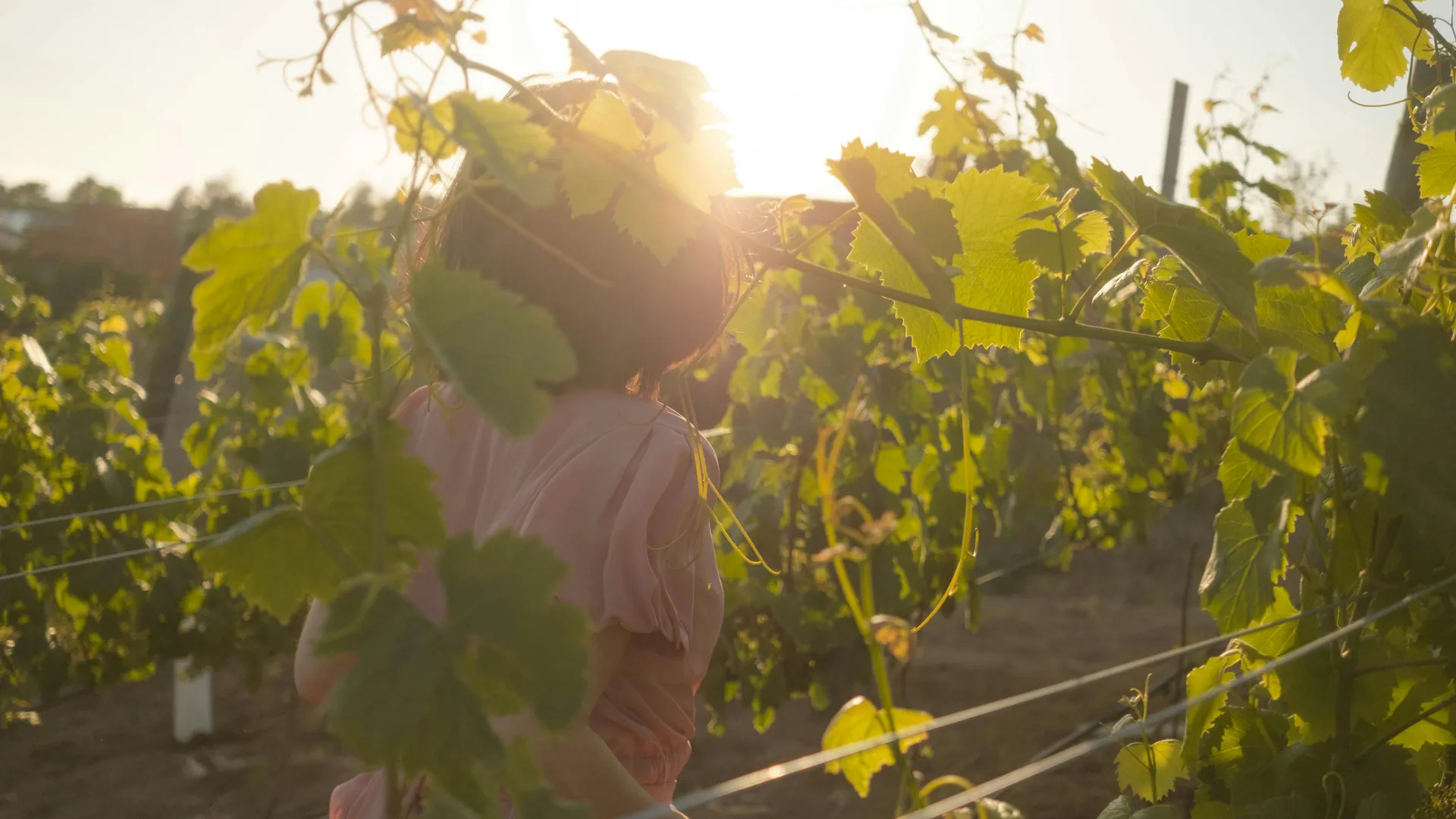 Concha y Toro convida a viver a exclusiva Experiência Vindima 2026 em seu vinhedo de Pirque